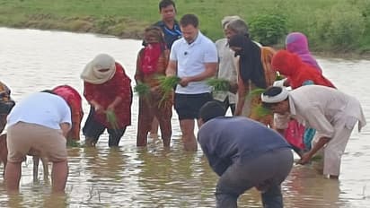 ಮಳೆ ನಡುವೆಯೂ ಭತ್ತ ನಾಟಿ ಮಾಡಿ, ಟ್ರ್ಯಾಕ್ಟರ್ ಓಡಿಸಿದ ರಾಹುಲ್ ಗಾಂಧಿ