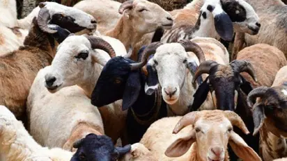 ವಿಜಯಪುರ: ಭೂಮಿಯ ಫಲವತ್ತತೆ ಹೆಚ್ಚಿಸುವ ಕುರಿ ಹಿಕ್ಕಿ ಗೊಬ್ಬರಕ್ಕೆ ಭಾರೀ ಬೇಡಿಕೆ..!