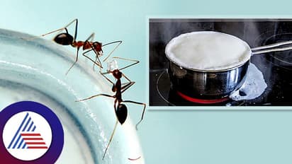 ಇರುವೆಗೆ ಹಾಡಿ ಮುಕ್ತಿ.. ಹಾಲು ಉಕ್ಲೇಬಾರ್ದು ಅಂದ್ರೆ ಹಿಂಗ್ ಮಾಡಿ