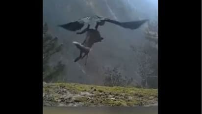 ಅಬ್ಬಾ! ದೊಡ್ಡ ನರಿಯನ್ನೇ ಬೇಟೆಯಾಡಿ ಎತ್ತಿಕೊಂಡು ಹಾರಿಹೋದ ಹದ್ದು: ವಿಡಿಯೋ ವೈರಲ್