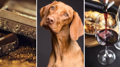 Chocolate to Alcohol-7 food items that are toxic food for dogs