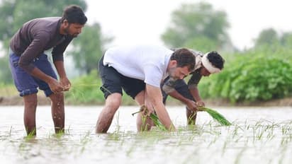 పొలంలో ట్రాక్టర్ నడిపి, వరి నాట్లు వేసిన రాహుల్ గాంధీ.. రైతులతో ముచ్చట్లు పెట్టిన కాంగ్రెస్ నేత..