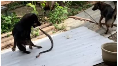 പാമ്പിൽ നിന്നും നായ്കുട്ടികളെ രക്ഷിക്കാൻ നായ്ക്കളുടെ പോരാട്ടത്തിന്റെ വീഡിയോ !