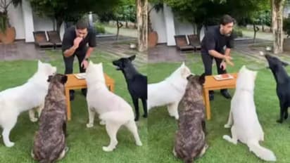 ಕೇಕ್ ಕತ್ತರಿಸಿ ನಾಯಿ ಜೊತೆ ಹುಟ್ಟು ಹಬ್ಬ ಆಚರಿಸಿದ ಧೋನಿ, ವಿಡಿಯೋ ವೈರಲ್!