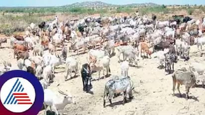 ಗುಡೇಕೋಟೆ ದೇವರ ಎತ್ತುಗಳಿಗೆ ದಕ್ಕಿತು 3 ಟ್ರ್ಯಾಕ್ಟರ್‌ ಮೇವು     