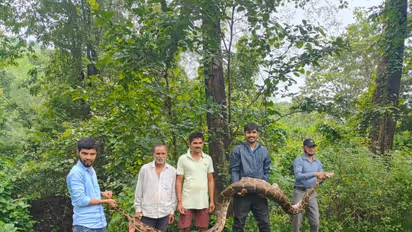 Karnataka:15ft python has a dog for meal, stranded thereafter
