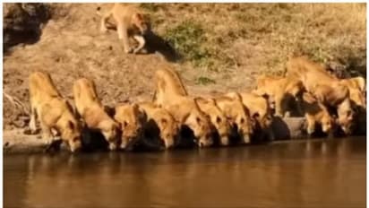 തടാകക്കരയില് ഒരൊറ്റ വരിയായിരുന്ന് വെള്ളം കുടിക്കുന്ന 20 സിംഹങ്ങളുടെ വീഡിയോ ഏറ്റെടുത്ത് നെറ്റിസണ്സ് !