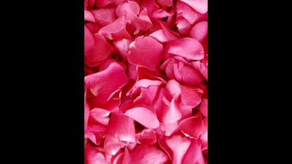 Rose Petals : இந்த கவர்ச்சியான பூவை உங்கள் உணவில் சேர்த்து கொள்ளுங்கள்...5 விதமான நன்மைகள் கிடைக்கும்..!!