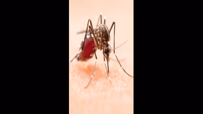 Dengue Fever : டெங்கு காய்ச்சல்; பப்பாளி இலைகளை ஒருபோதும் சாப்பிடாதீங்க! காரணம் இதோ..!!