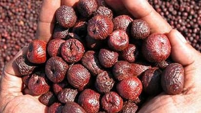 ದೇಶದ ಅಡಿಕೆ ಬೆಳೆಗಾರರಿಗೆ ಗುಡ್ ನ್ಯೂಸ್, ಅಡಿಕೆ ಕ್ಯಾನ್ಸರ್ಕಾರಕ ಅಲ್ಲ ಎಂದ ರಾಜ್ಯದ ಪ್ರತಿಷ್ಠಿತ ವಿವಿ!