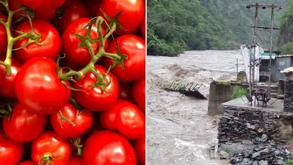 Himachal Pradesh deluge threatens to further spike tomato prices in North India