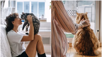 Top 10 essential rules for Cat Owners: Providing a safe and healthy environment for your feline companion