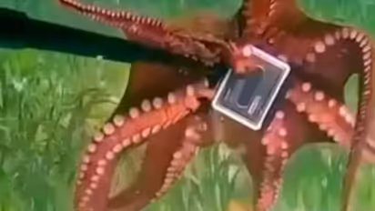 Viral Video: Octopus steals GoPro camera from Australian diver in playful encounter (WATCH)