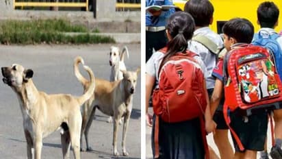 காண்பவரை எல்லாம் கடித்த தெருநாய்கள்.. பிள்ளைகளை பாதுகாக்க எடுத்த அதிரடி முடிவு - கேரளாவில் புதிய பிரச்சனை!