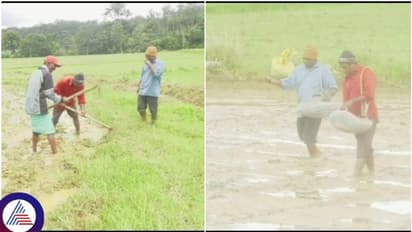 ಕೊಡಗು ಜಿಲ್ಲೆಯಲ್ಲಿ ತಗ್ಗಿದ ವರುಣನ ಅಬ್ಬರ : ಚುರುಕುಗೊಂಡ ಕೃಷಿ ಚಟುವಟಿಕೆ