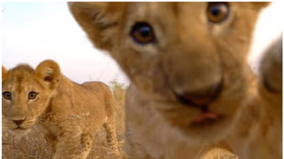 തെരുവിൽ ഉപേക്ഷിക്കപ്പെട്ട നിലയില് ഏഴ് സിംഹക്കുട്ടികള്; രക്ഷപ്പെടുത്തി മൃഗശാലയിലേക്ക് മാറ്റി
