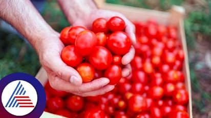 പൊന്ന് തക്കാളി..! ക‍ർഷകന് ലഭിച്ച വില കേട്ട് ഞെട്ടി നാ‌ട്, തക്കാളിക്ക് ലഭിച്ചത് ഒന്നും രണ്ടുമല്ല ലക്ഷങ്ങൾ