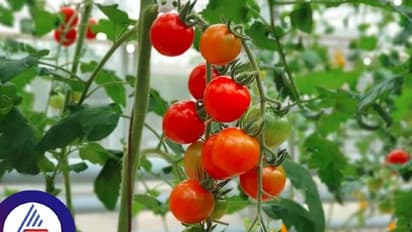ಟೊಮೆಟೋಗೆ ಚಿನ್ನದ ದರ: ಸಸಿಗಳಿಗೆ ಹೆಚ್ಚಿದ ಬೇಡಿಕೆ