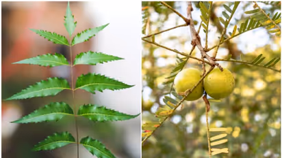 Neem to Amla: 7 most effective Indian medicinal plants