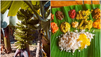 Discover versatility of Banana Plant: 7 practical uses beyond the fruit