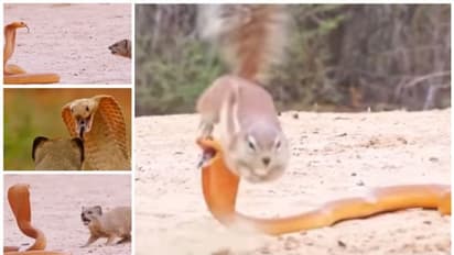 അണ്ണാൻ കുഞ്ഞിനും തന്നാലായത്; പാമ്പിനെതിരെ പോരാടാൻ കീരിയെ സഹായിക്കുന്ന അണ്ണന്റെ വീഡിയോ വൈറല് !