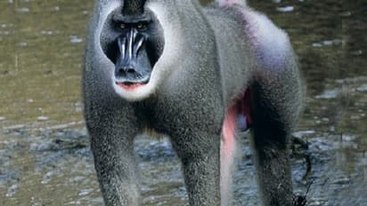 ಸತ್ತರೂ ಹೊತ್ತುಕೊಂಡು ರಕ್ಷಿಸಿದ್ದ ಮರಿ ಕೋತಿಯನ್ನೇ ತಿಂದ ಹೆತ್ತ ತಾಯಿ: ಕಾರಣ ಕಂಡುಕೊಂಡ ಸಂಶೋಧಕರೇ ಶಾಕ್‌!