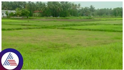 ಫಸಲ್ ಬಿಮಾ ಯೋಜನೆ ಬೆಳೆ ವಿಮೆ ನೋಂದಣಿಗೆ ಜು. 31 ಕೊನೆಯ ದಿನ