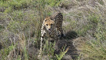 ಕುನೋ ಅರಣ್ಯದಲ್ಲಿ ಪ್ರವಾಸಿಗರಿಗೆ ಚೀತಾ ವೀಕ್ಷಣೆ ಭಾಗ್ಯ, ಪ್ರವಾಸಿ ವಲಯದಲ್ಲಿ 2 ಗಂಡು ಚೀತಾ