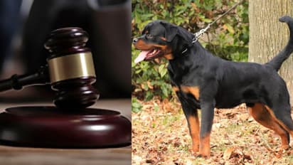 വളർത്തുമൃഗങ്ങൾ ജീവിതശൈലിയുടെ ഭാഗം, മുന് ഭാര്യയുടെ നായകള്ക്ക് പരിപാലന തുക നല്കാന് യുവാവിനോട് കോടതി