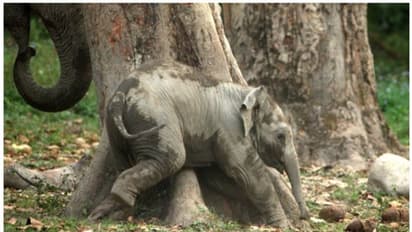 ഈ ആനക്കുട്ടിയുടെ തമാശക്കളികള് കണ്ടാല് നിങ്ങളുടെ ഒരു ദിവസം സന്തോഷപൂര്ണ്ണമാകും; വൈറല് കുറിപ്പ് !