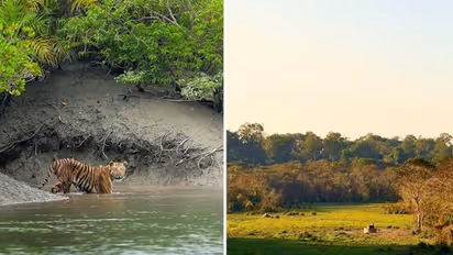 Gorumara to Sundarbans: Explore the enchanting national parks of West Bengal
