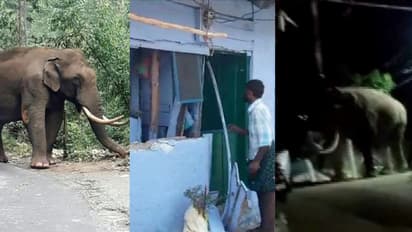 അരിക്കൊമ്പനെ കാടുകയറ്റിയിട്ടും രക്ഷയില്ല, ഒരു ചാക്ക് അരി അകത്താക്കി കൊമ്പൻ, വീടിന്‍റെ വാതിൽ തകർത്ത് പടയപ്പ..