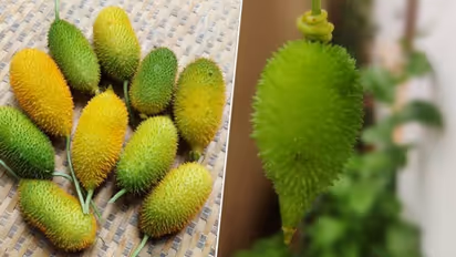 Spiny Gourd: 5 Health benefits from diabetes management to weight loss