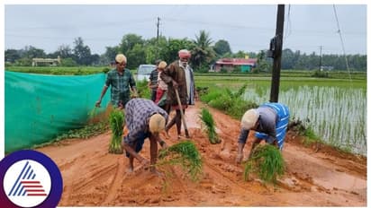 ಕೃಷಿ ಕಾಯಕದಲ್ಲಿ ಮಿಂದೆದ್ದ ವಿದ್ಯಾರ್ಥಿ ಸಮುದಾಯ