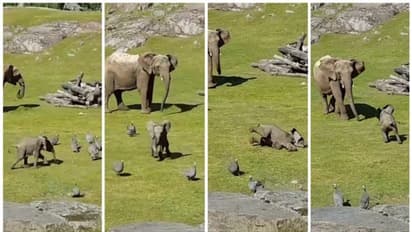 പക്ഷികളുമായി ഒരു 'ചുറ്റിക്കളി', കറങ്ങി വീണപ്പോള്, ഓടി അമ്മയ്ക്കടുത്തേക്ക്; വൈറലായി ആനക്കുട്ടിയുടെ കളി !