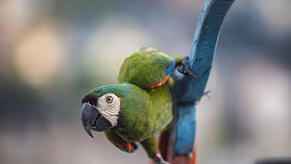 സ്ത്രീയുടെ നിലവിളി കേട്ടെന്ന് പരാതി; പാഞ്ഞെത്തി പോലീസ്, ഒടുവില്‍ നിലവിളിച്ചയാളെ കണ്ടെത്തി, ഒരു തത്ത !