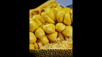  ರೈತರ ಆರ್ಥಿಕ ಸಬಲತೆಗೆ ಹಲಸು ಉಪ ಬೆಳೆಯಾಗಲಿ