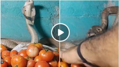 'പൊന്നും വിലയുള്ള തക്കാളിയെ സംരക്ഷിക്കുന്ന മൂർഖൻ'; എടുക്കാൻ നോക്കിയാൽ ചീറ്റിയെത്തും! വീഡിയോ വൈറൽ