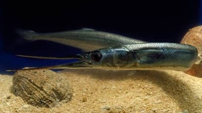 கடல் ஊசி மீன் பற்றி சுவாரஸ்யமான தகவல் இதோ..!!