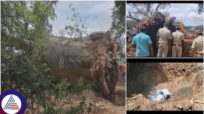 ಸವಣೂರಿನ 2 ಸಾವಿರ ವರ್ಷದ ಹುಣಸೆ ಮರ, ಮರುನಾಟಿ ಮಾಡಿದ ಕೃಷಿ ವಿಜ್ಞಾನಿಗಳು