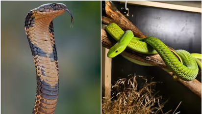 Snakes Garden: ಹೂವಲ್ಲ ಹಾವಿನ ಗಾರ್ಡನ್..! ಕೈ ಹಾಕಿದ್ರೆ ಬುಸ್ ಎನ್ನುತ್ತೆ ನಾಗ 
