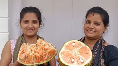 ಮತ್ತೊಮ್ಮೆ ಮೈಸೂರಿನಲ್ಲಿ ಹಲಸಿನ ಹಬ್ಬ