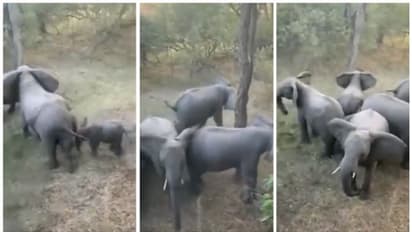 ശത്രു തൊട്ടടുത്ത്; കുട്ടികളെ രക്ഷിക്കാന് വട്ടമിട്ട് പ്രതിരോധം തീര്ക്കുന്ന ആനക്കൂട്ടത്തിന്റെ വീഡിയോ വൈറല്!