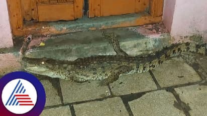 ಗಂಗಾವತಿ ಜನವಸತಿ ಪ್ರದೇಶದಲ್ಲಿ ಮೊಸಳೆ ಪ್ರತ್ಯಕ್ಷ; ಆತಂಕದಲ್ಲಿ ಜನರು!