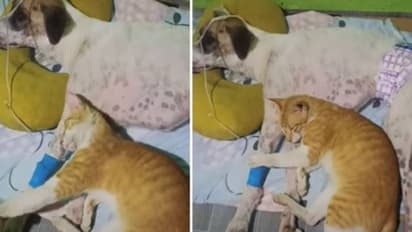 അസുഖം വന്ന് കിടപ്പിലായി നായ, മാറാതെ കൂട്ടിരുന്ന് പൂച്ച, വൈറലായി അപൂർവ സൗഹൃദം