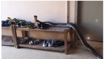 ഷൂ റാക്കിനിടെ ഒളിയിടം തേടുന്ന പടുകൂറ്റന്‍ രാജവെമ്പാല; ഭയപ്പെടുത്തുന്ന വീഡിയോ വൈറല്‍! 