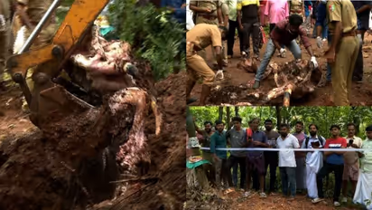 ചേലക്കരയിലെ കാട്ടാനയുടെ ജഡത്തിൽ കൊമ്പില്ല; മുറിച്ചെടുത്തതെന്ന് വെറ്ററിനറി സർജൻ