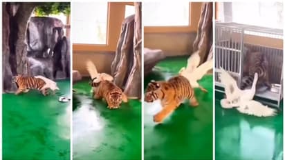 അരയന്നത്തിന്റെ അക്രമണം സഹിക്കാനാകാതെ ജീവന് രക്ഷിക്കാന് ഓടി കൂട്ടില്ക്കയറുന്ന കടുവ കുഞ്ഞിന്റെ വീഡിയോ !