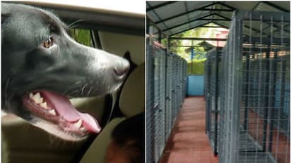 ഒരു ദിവസം 10ലേറെ നായ്ക്കളെ വന്ധ്യംകരിക്കുന്ന സംവിധാനം മതിയാകില്ല; നായപ്പേടിയിൽ എറണാകുളം ജില്ലയിൽ കൂടുതൽ നടപടി