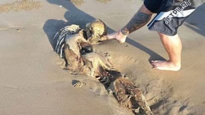 ബീച്ചിൽ ആറടി നീളമുള്ള അപൂർവ്വ അസ്ഥികൂടം, മത്സ്യകന്യകയുടേതോ എന്ന് സോഷ്യൽ മീഡിയ